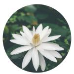 Yoga Kiran Website Yoga Retreat